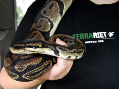 Billede af plakat med slange for terrariet