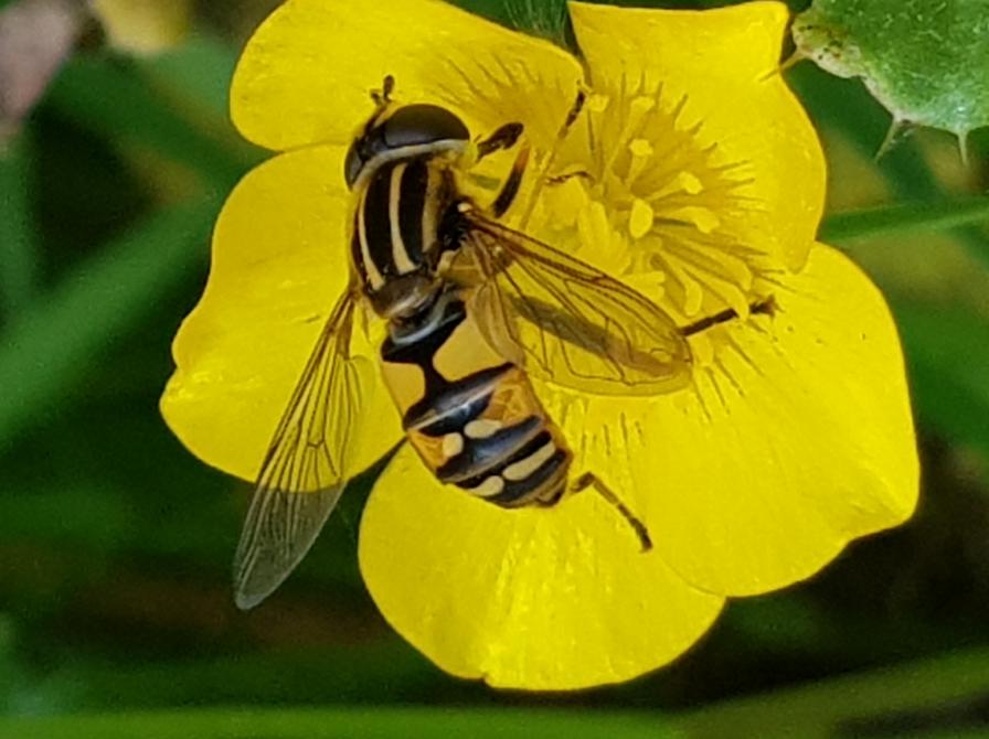 billede af bi i blomst